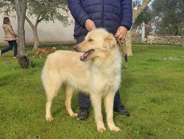 Riko Cerca Famiglia. Info Monica 3890238584 Foto 7